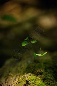 新生命植物茎生长图片