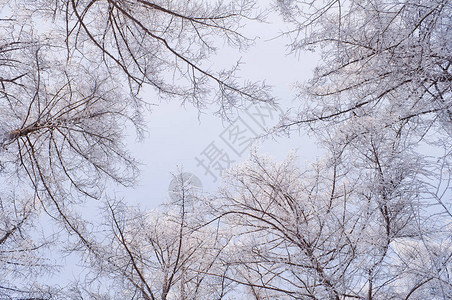 阳光明媚的冬天清晨树顶上布满图片