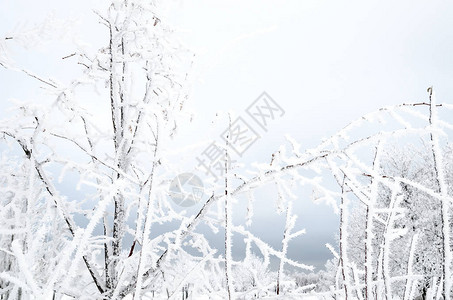 树枝冬天背景与雪的图片