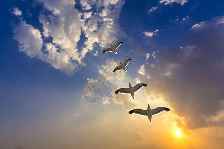 壮观的金色日落云彩和鸟群图片