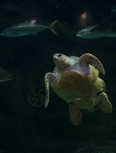 水族馆里的巨龟背景图片