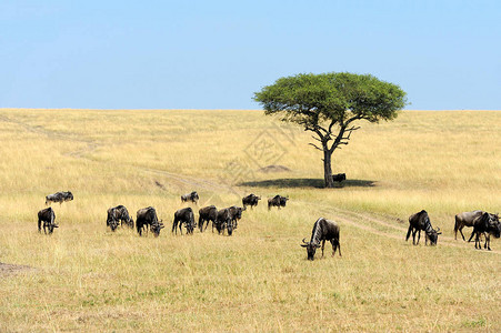非洲肯尼亚公园热带草原野生图片