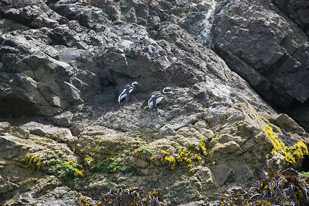 智利大岛奇洛埃岛西北部普尼韦尔湾的麦哲伦企鹅图片