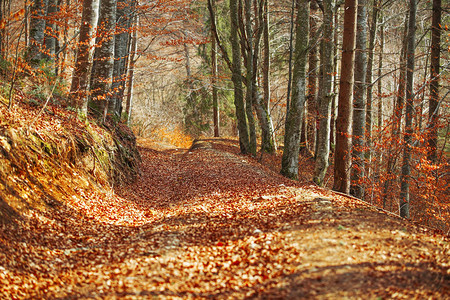 秋天的山毛榉林道景观图片