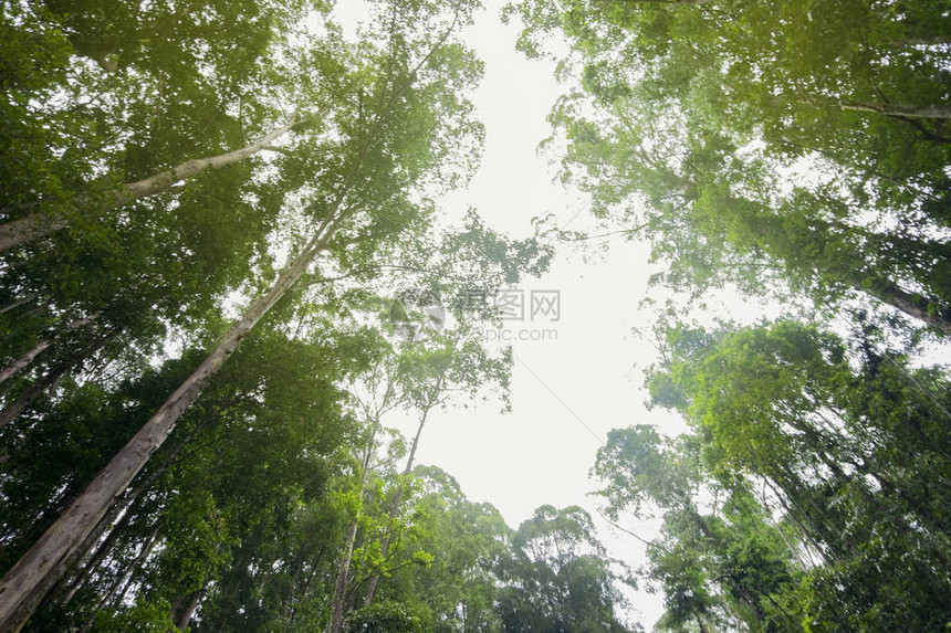 通过热带雨林树冠仰望天图片