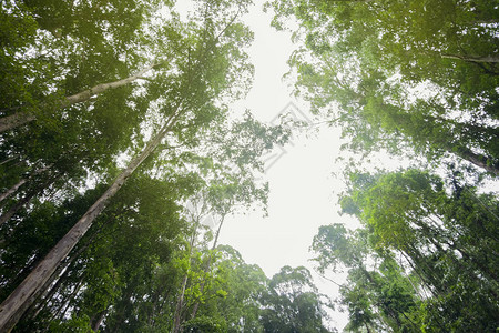 通过热带雨林树冠仰望天图片