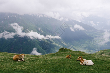 山地的夏季风景在高山草原上的红牛云气候泽莫斯瓦内蒂背景图片