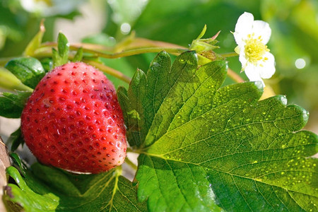 草莓成熟在一棵树上背景图片