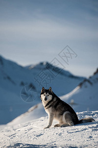 Husky肖像图片