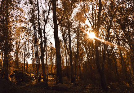 温暖的秋天风景在森林里图片