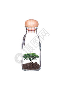 种植在白色背景上的玻璃瓶中的树木与绿色生态地球和树木的生态图片