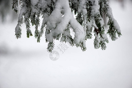 冬天的寒冬风雪冰冻的乡下景象森林观视图片