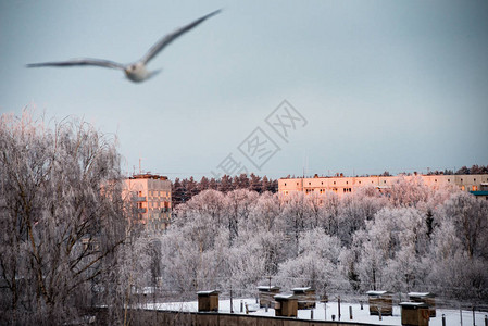 冬天结冰的乡村场景有雪和鸟的田野图片