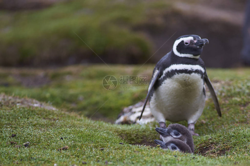 成年麦哲伦企鹅Spheniscus图片
