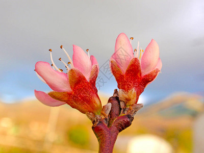 春天盛开的桃树图片