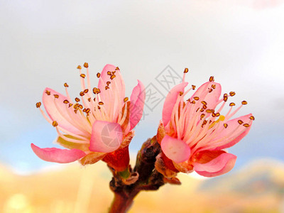 春天盛开的桃树图片