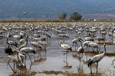 一大群迁徙鸟在沼泽的飞图片