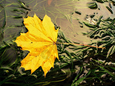 绿藻中掉落的枫叶急流冷水中腐烂的橙黄色点缀枫叶多图片