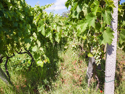意大利农业旅游西里埃特纳葡萄酒产区图片