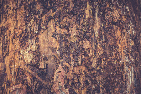 树皮纹理木质纹图片