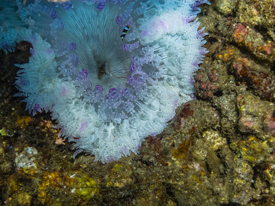 珊瑚礁中的白丁香海葵图片