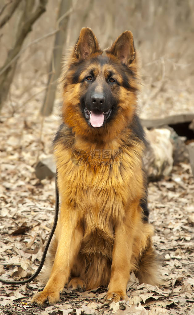 秋天森林里的长毛德国牧羊犬图片