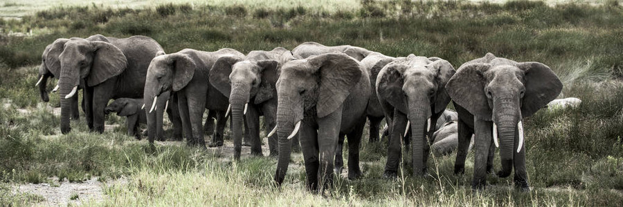 塞伦盖蒂公园的大象群图片