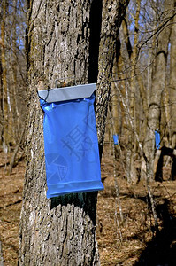 蓝色袋子从树上收集了石液它图片