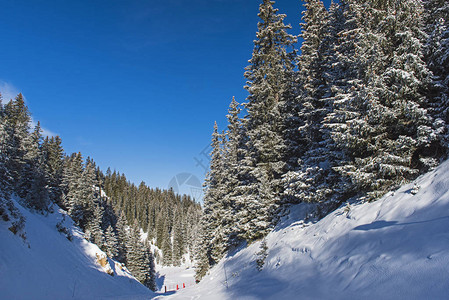 在高山滑雪坡上带松树的冰雪覆盖山谷图片