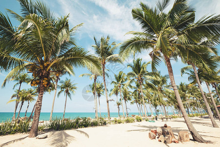 夏季热带海滩椰子棕榈树景观古图片