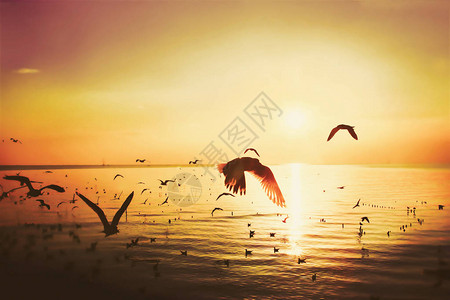 自然河流或海洋和鸟在日落时飞图片