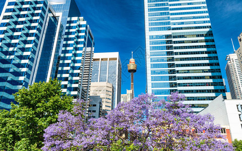 悉尼的摩天大楼图片
