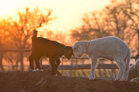 春天小新生的羊羔和幼牛在图片