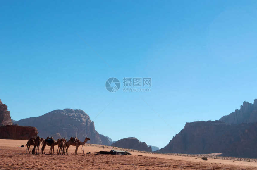 瓦迪拉姆沙漠中的风景和一排骆驼图片