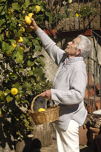 从柠檬树上摘柠檬的老妇人图片