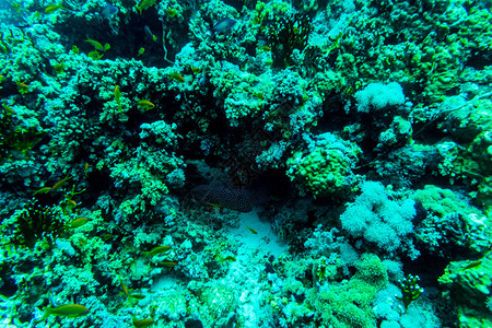 水下的海洋珊瑚和鱼类海生植物和动图片