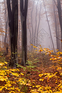 如诗画色彩缤纷的秋季森林图片