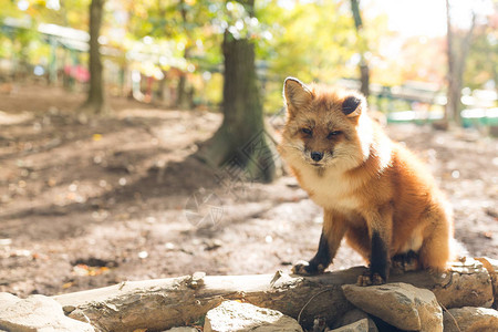 户外的可爱狐狸图片