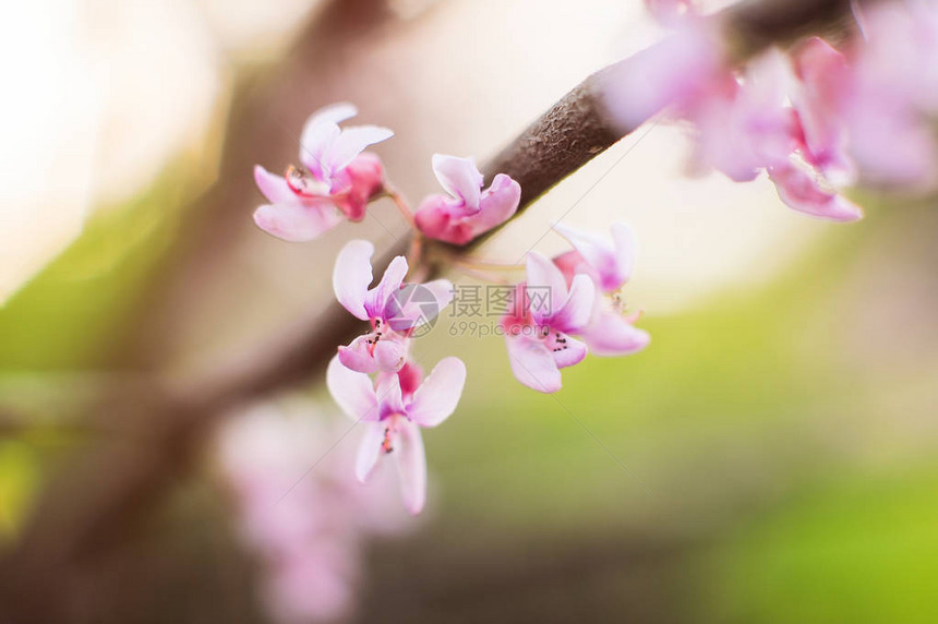 春花树粉红色花朵背景模糊图片