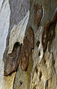 木树身图片