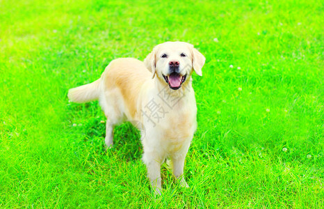 夏日草地上快乐的金毛猎犬图片