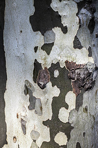 木树身图片