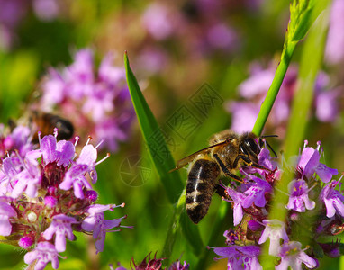 蜜蜂在绿色背景上的花图片