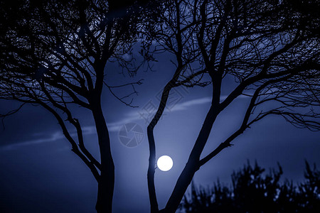 树与月光风景图片
