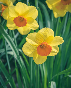 如诗画的盛开的春天花园开花期间明亮的黄色春天水仙花图片