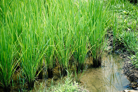 泰国茉莉花水稻绿种植亚洲农业背景图片