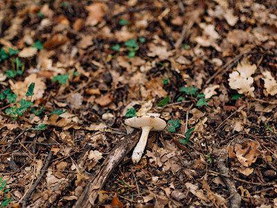 森林蘑菇中的蘑菇在图片