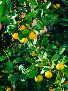 在树上切除橘子黑山番茄树家里的柑橘花园树上有很多水果背景图片