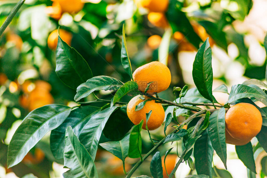 树上的橘子成熟的橘子黑山柑桔树家庭橘园树上结了很多果图片