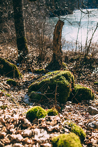 雪下森林树桩上的苔藓图片